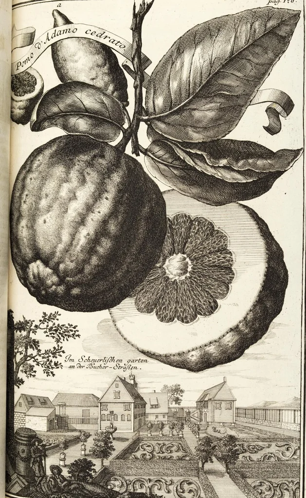 An illustration from Nürnbergische Hesperides, Oder Gründliche Beschreibung Der Edlen Citronat- Citronen- und Pomeranzen-Früchte: Wie solche in selbiger und benachbarten Gegend/ recht mögen eingesetzt/ gewartet/ erhalten und fortgebracht werden/ Samt Einer ausführlichen Erzehlung der meisten Sorten/ welche theils zu Nürnberg würcklich gewachsen/ theils von verschiedenen fremden Orten dahin gebracht worden, auf das accurateste in Kupffer gestochen/ in Vier Theile eingetheilet und mit nützlichen Anmerckungen erkläret, 1708, leaf 299