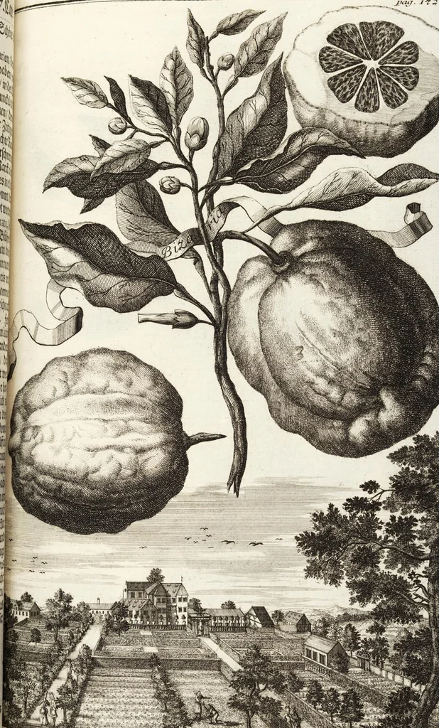 An illustration from Nürnbergische Hesperides, Oder Gründliche Beschreibung Der Edlen Citronat- Citronen- und Pomeranzen-Früchte: Wie solche in selbiger und benachbarten Gegend/ recht mögen eingesetzt/ gewartet/ erhalten und fortgebracht werden/ Samt Einer ausführlichen Erzehlung der meisten Sorten/ welche theils zu Nürnberg würcklich gewachsen/ theils von verschiedenen fremden Orten dahin gebracht worden, auf das accurateste in Kupffer gestochen/ in Vier Theile eingetheilet und mit nützlichen Anmerckungen erkläret, 1708, leaf 303