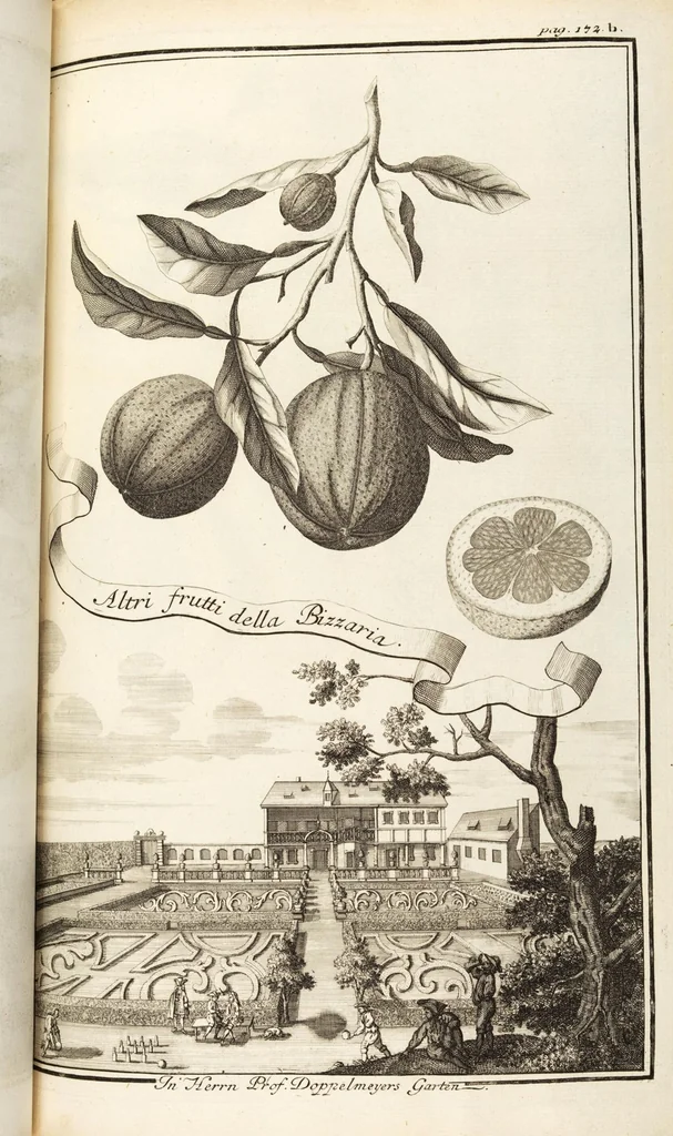 An illustration from Nürnbergische Hesperides, Oder Gründliche Beschreibung Der Edlen Citronat- Citronen- und Pomeranzen-Früchte: Wie solche in selbiger und benachbarten Gegend/ recht mögen eingesetzt/ gewartet/ erhalten und fortgebracht werden/ Samt Einer ausführlichen Erzehlung der meisten Sorten/ welche theils zu Nürnberg würcklich gewachsen/ theils von verschiedenen fremden Orten dahin gebracht worden, auf das accurateste in Kupffer gestochen/ in Vier Theile eingetheilet und mit nützlichen Anmerckungen erkläret, 1708, leaf 305