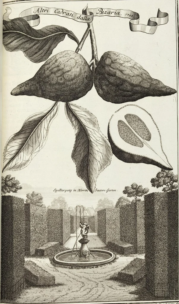 An illustration from Nürnbergische Hesperides, Oder Gründliche Beschreibung Der Edlen Citronat- Citronen- und Pomeranzen-Früchte: Wie solche in selbiger und benachbarten Gegend/ recht mögen eingesetzt/ gewartet/ erhalten und fortgebracht werden/ Samt Einer ausführlichen Erzehlung der meisten Sorten/ welche theils zu Nürnberg würcklich gewachsen/ theils von verschiedenen fremden Orten dahin gebracht worden, auf das accurateste in Kupffer gestochen/ in Vier Theile eingetheilet und mit nützlichen Anmerckungen erkläret, 1708, leaf 309