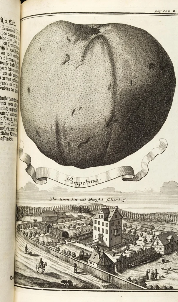 An illustration from Nürnbergische Hesperides, Oder Gründliche Beschreibung Der Edlen Citronat- Citronen- und Pomeranzen-Früchte: Wie solche in selbiger und benachbarten Gegend/ recht mögen eingesetzt/ gewartet/ erhalten und fortgebracht werden/ Samt Einer ausführlichen Erzehlung der meisten Sorten/ welche theils zu Nürnberg würcklich gewachsen/ theils von verschiedenen fremden Orten dahin gebracht worden, auf das accurateste in Kupffer gestochen/ in Vier Theile eingetheilet und mit nützlichen Anmerckungen erkläret, 1708, leaf 327