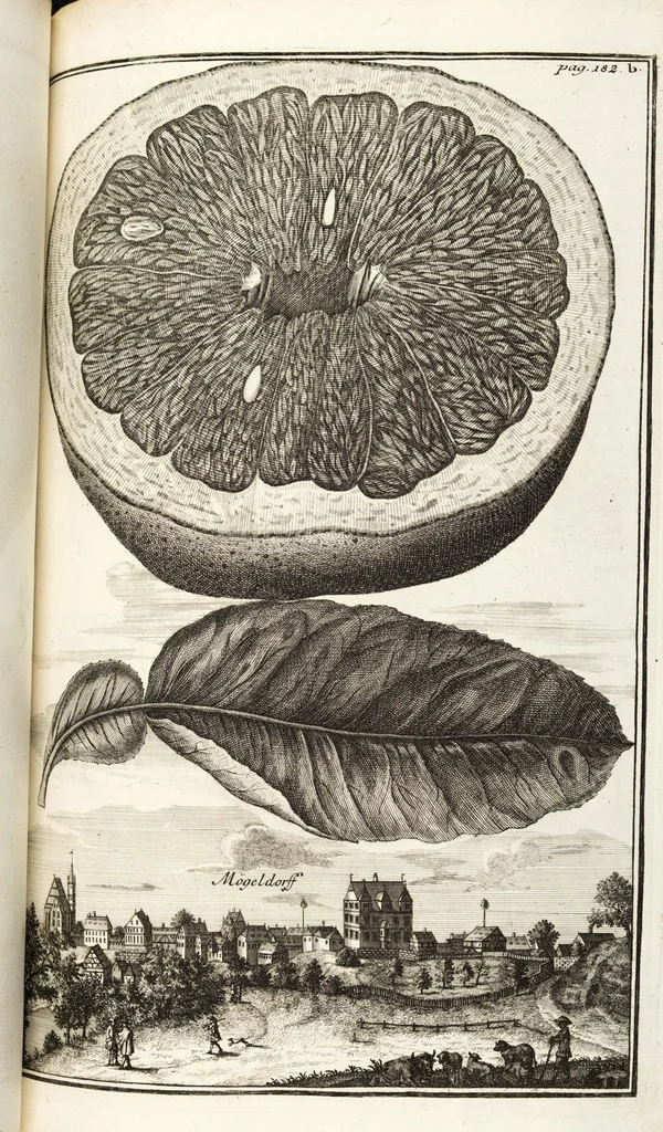 An illustration from Nürnbergische Hesperides, Oder Gründliche Beschreibung Der Edlen Citronat- Citronen- und Pomeranzen-Früchte: Wie solche in selbiger und benachbarten Gegend/ recht mögen eingesetzt/ gewartet/ erhalten und fortgebracht werden/ Samt Einer ausführlichen Erzehlung der meisten Sorten/ welche theils zu Nürnberg würcklich gewachsen/ theils von verschiedenen fremden Orten dahin gebracht worden, auf das accurateste in Kupffer gestochen/ in Vier Theile eingetheilet und mit nützlichen Anmerckungen erkläret, 1708, leaf 329