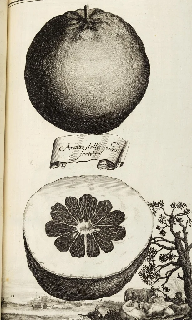 An illustration from Nürnbergische Hesperides, Oder Gründliche Beschreibung Der Edlen Citronat- Citronen- und Pomeranzen-Früchte: Wie solche in selbiger und benachbarten Gegend/ recht mögen eingesetzt/ gewartet/ erhalten und fortgebracht werden/ Samt Einer ausführlichen Erzehlung der meisten Sorten/ welche theils zu Nürnberg würcklich gewachsen/ theils von verschiedenen fremden Orten dahin gebracht worden, auf das accurateste in Kupffer gestochen/ in Vier Theile eingetheilet und mit nützlichen Anmerckungen erkläret, 1708, leaf 333