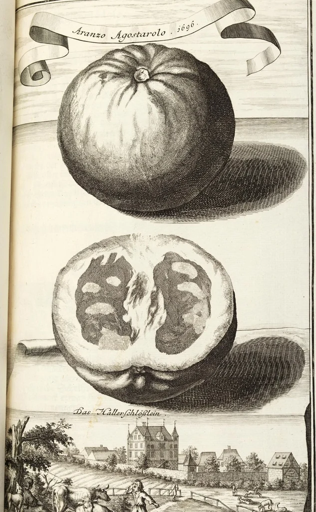 An illustration from Nürnbergische Hesperides, Oder Gründliche Beschreibung Der Edlen Citronat- Citronen- und Pomeranzen-Früchte: Wie solche in selbiger und benachbarten Gegend/ recht mögen eingesetzt/ gewartet/ erhalten und fortgebracht werden/ Samt Einer ausführlichen Erzehlung der meisten Sorten/ welche theils zu Nürnberg würcklich gewachsen/ theils von verschiedenen fremden Orten dahin gebracht worden, auf das accurateste in Kupffer gestochen/ in Vier Theile eingetheilet und mit nützlichen Anmerckungen erkläret, 1708, leaf 335