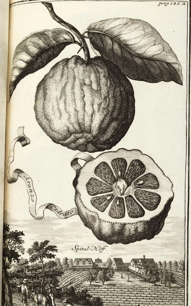 An illustration from Nürnbergische Hesperides, Oder Gründliche Beschreibung Der Edlen Citronat- Citronen- und Pomeranzen-Früchte: Wie solche in selbiger und benachbarten Gegend/ recht mögen eingesetzt/ gewartet/ erhalten und fortgebracht werden/ Samt Einer ausführlichen Erzehlung der meisten Sorten/ welche theils zu Nürnberg würcklich gewachsen/ theils von verschiedenen fremden Orten dahin gebracht worden, auf das accurateste in Kupffer gestochen/ in Vier Theile eingetheilet und mit nützlichen Anmerckungen erkläret, 1708, leaf 339