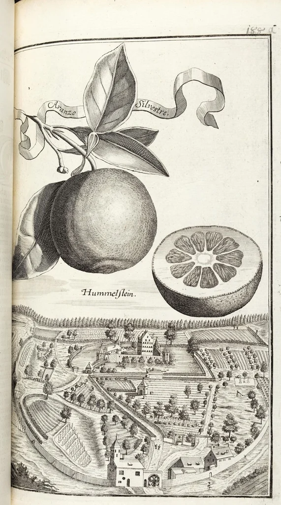 An illustration from Nürnbergische Hesperides, Oder Gründliche Beschreibung Der Edlen Citronat- Citronen- und Pomeranzen-Früchte: Wie solche in selbiger und benachbarten Gegend/ recht mögen eingesetzt/ gewartet/ erhalten und fortgebracht werden/ Samt Einer ausführlichen Erzehlung der meisten Sorten/ welche theils zu Nürnberg würcklich gewachsen/ theils von verschiedenen fremden Orten dahin gebracht worden, auf das accurateste in Kupffer gestochen/ in Vier Theile eingetheilet und mit nützlichen Anmerckungen erkläret, 1708, leaf 345