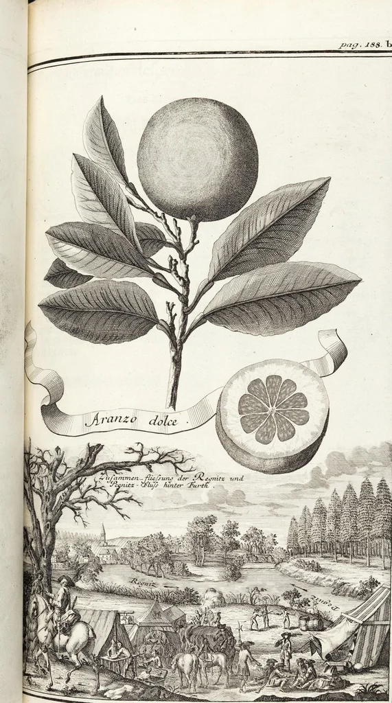 An illustration from Nürnbergische Hesperides, Oder Gründliche Beschreibung Der Edlen Citronat- Citronen- und Pomeranzen-Früchte: Wie solche in selbiger und benachbarten Gegend/ recht mögen eingesetzt/ gewartet/ erhalten und fortgebracht werden/ Samt Einer ausführlichen Erzehlung der meisten Sorten/ welche theils zu Nürnberg würcklich gewachsen/ theils von verschiedenen fremden Orten dahin gebracht worden, auf das accurateste in Kupffer gestochen/ in Vier Theile eingetheilet und mit nützlichen Anmerckungen erkläret, 1708, leaf 347