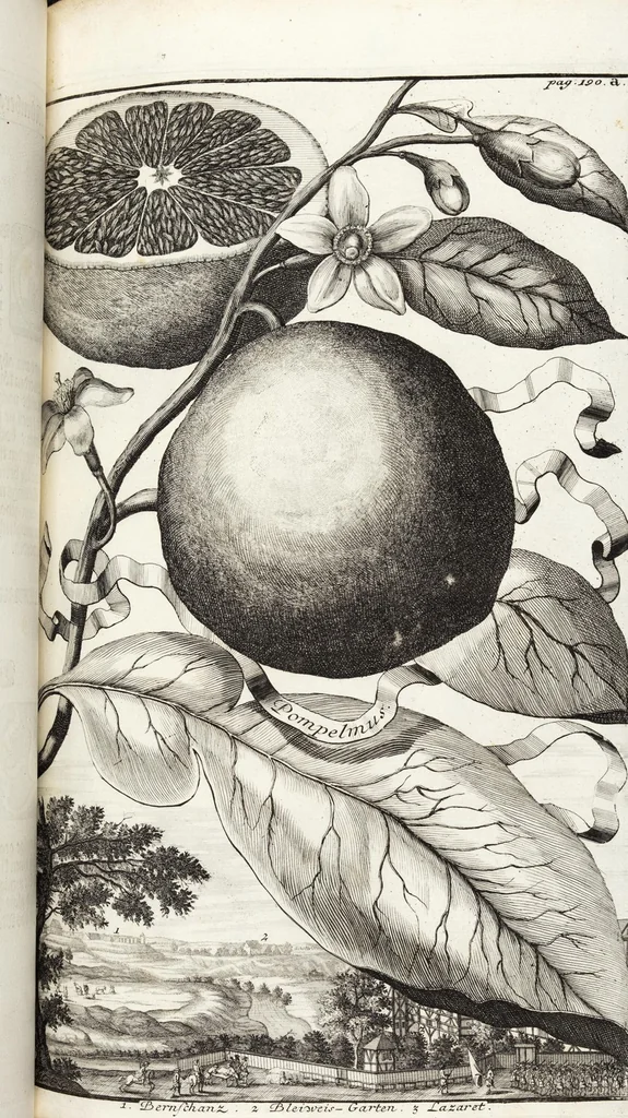 An illustration from Nürnbergische Hesperides, Oder Gründliche Beschreibung Der Edlen Citronat- Citronen- und Pomeranzen-Früchte: Wie solche in selbiger und benachbarten Gegend/ recht mögen eingesetzt/ gewartet/ erhalten und fortgebracht werden/ Samt Einer ausführlichen Erzehlung der meisten Sorten/ welche theils zu Nürnberg würcklich gewachsen/ theils von verschiedenen fremden Orten dahin gebracht worden, auf das accurateste in Kupffer gestochen/ in Vier Theile eingetheilet und mit nützlichen Anmerckungen erkläret, 1708, leaf 351