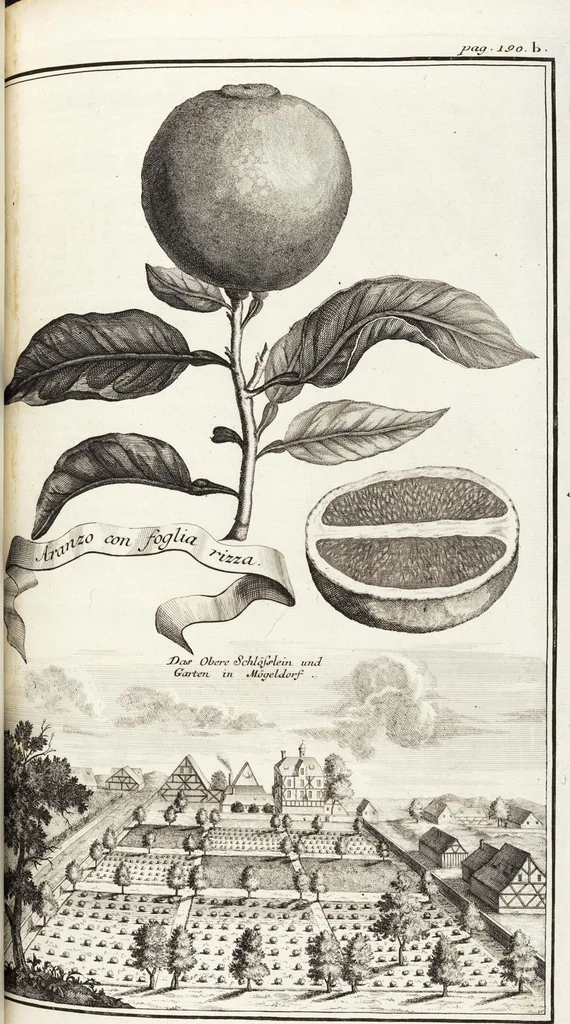 An illustration from Nürnbergische Hesperides, Oder Gründliche Beschreibung Der Edlen Citronat- Citronen- und Pomeranzen-Früchte: Wie solche in selbiger und benachbarten Gegend/ recht mögen eingesetzt/ gewartet/ erhalten und fortgebracht werden/ Samt Einer ausführlichen Erzehlung der meisten Sorten/ welche theils zu Nürnberg würcklich gewachsen/ theils von verschiedenen fremden Orten dahin gebracht worden, auf das accurateste in Kupffer gestochen/ in Vier Theile eingetheilet und mit nützlichen Anmerckungen erkläret, 1708, leaf 353