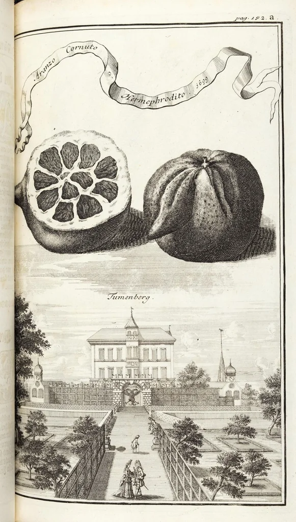 An illustration from Nürnbergische Hesperides, Oder Gründliche Beschreibung Der Edlen Citronat- Citronen- und Pomeranzen-Früchte: Wie solche in selbiger und benachbarten Gegend/ recht mögen eingesetzt/ gewartet/ erhalten und fortgebracht werden/ Samt Einer ausführlichen Erzehlung der meisten Sorten/ welche theils zu Nürnberg würcklich gewachsen/ theils von verschiedenen fremden Orten dahin gebracht worden, auf das accurateste in Kupffer gestochen/ in Vier Theile eingetheilet und mit nützlichen Anmerckungen erkläret, 1708, leaf 357