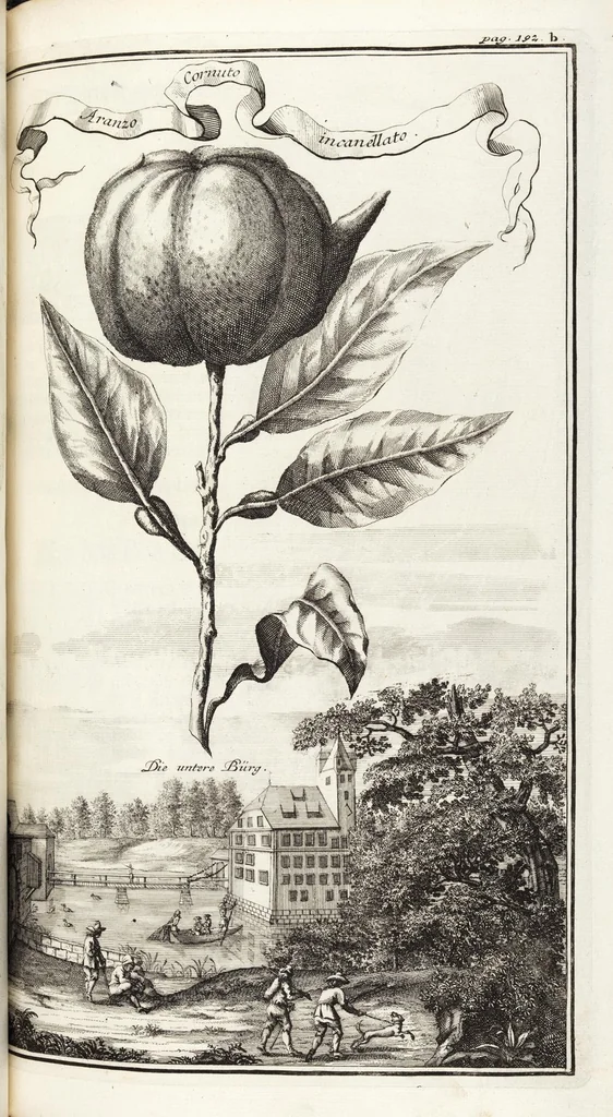 An illustration from Nürnbergische Hesperides, Oder Gründliche Beschreibung Der Edlen Citronat- Citronen- und Pomeranzen-Früchte: Wie solche in selbiger und benachbarten Gegend/ recht mögen eingesetzt/ gewartet/ erhalten und fortgebracht werden/ Samt Einer ausführlichen Erzehlung der meisten Sorten/ welche theils zu Nürnberg würcklich gewachsen/ theils von verschiedenen fremden Orten dahin gebracht worden, auf das accurateste in Kupffer gestochen/ in Vier Theile eingetheilet und mit nützlichen Anmerckungen erkläret, 1708, leaf 359