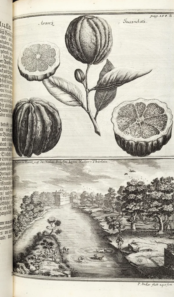 An illustration from Nürnbergische Hesperides, Oder Gründliche Beschreibung Der Edlen Citronat- Citronen- und Pomeranzen-Früchte: Wie solche in selbiger und benachbarten Gegend/ recht mögen eingesetzt/ gewartet/ erhalten und fortgebracht werden/ Samt Einer ausführlichen Erzehlung der meisten Sorten/ welche theils zu Nürnberg würcklich gewachsen/ theils von verschiedenen fremden Orten dahin gebracht worden, auf das accurateste in Kupffer gestochen/ in Vier Theile eingetheilet und mit nützlichen Anmerckungen erkläret, 1708, leaf 363