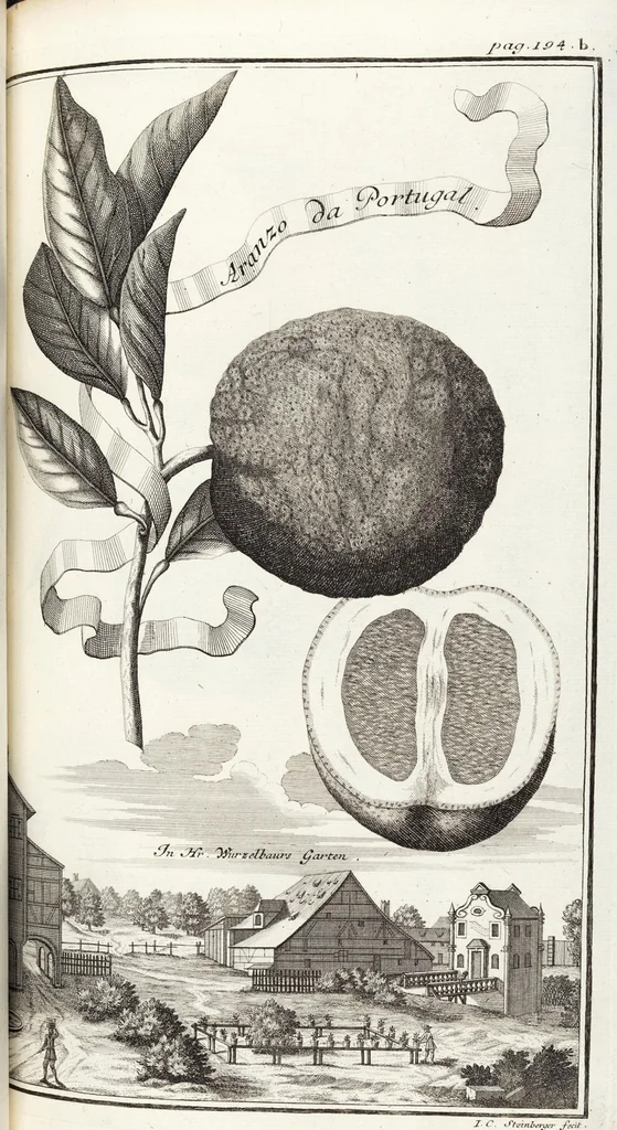 An illustration from Nürnbergische Hesperides, Oder Gründliche Beschreibung Der Edlen Citronat- Citronen- und Pomeranzen-Früchte: Wie solche in selbiger und benachbarten Gegend/ recht mögen eingesetzt/ gewartet/ erhalten und fortgebracht werden/ Samt Einer ausführlichen Erzehlung der meisten Sorten/ welche theils zu Nürnberg würcklich gewachsen/ theils von verschiedenen fremden Orten dahin gebracht worden, auf das accurateste in Kupffer gestochen/ in Vier Theile eingetheilet und mit nützlichen Anmerckungen erkläret, 1708, leaf 365