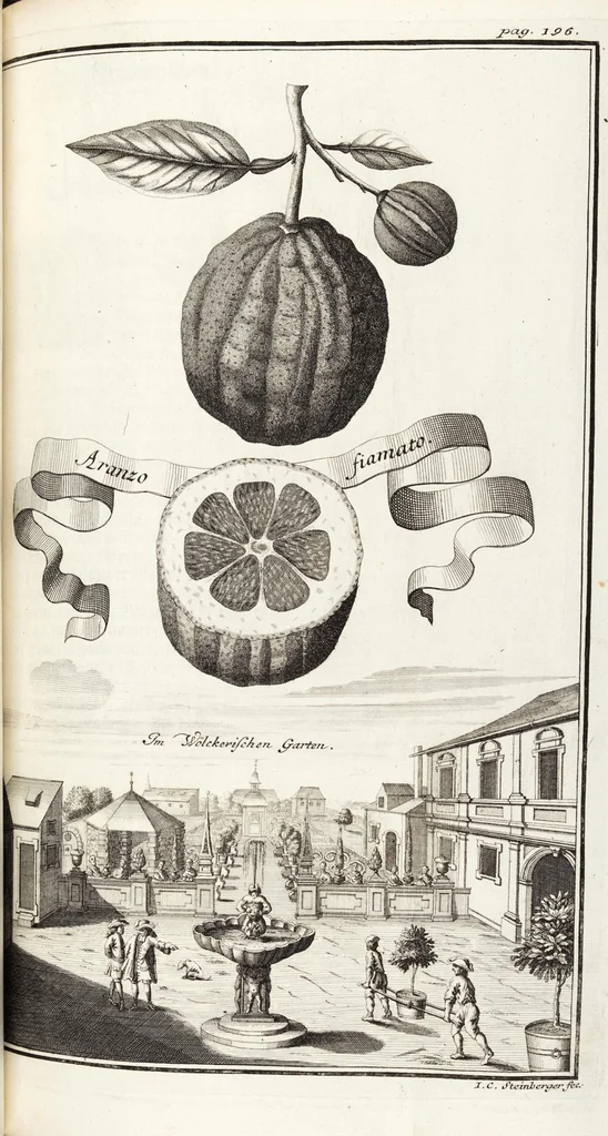 An illustration from Nürnbergische Hesperides, Oder Gründliche Beschreibung Der Edlen Citronat- Citronen- und Pomeranzen-Früchte: Wie solche in selbiger und benachbarten Gegend/ recht mögen eingesetzt/ gewartet/ erhalten und fortgebracht werden/ Samt Einer ausführlichen Erzehlung der meisten Sorten/ welche theils zu Nürnberg würcklich gewachsen/ theils von verschiedenen fremden Orten dahin gebracht worden, auf das accurateste in Kupffer gestochen/ in Vier Theile eingetheilet und mit nützlichen Anmerckungen erkläret, 1708, leaf 371