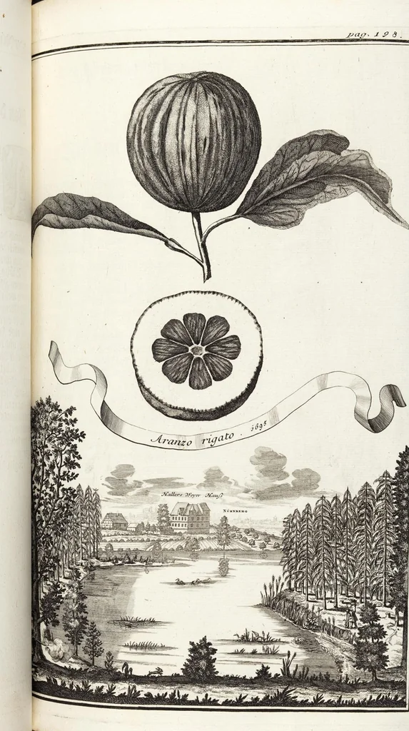 An illustration from Nürnbergische Hesperides, Oder Gründliche Beschreibung Der Edlen Citronat- Citronen- und Pomeranzen-Früchte: Wie solche in selbiger und benachbarten Gegend/ recht mögen eingesetzt/ gewartet/ erhalten und fortgebracht werden/ Samt Einer ausführlichen Erzehlung der meisten Sorten/ welche theils zu Nürnberg würcklich gewachsen/ theils von verschiedenen fremden Orten dahin gebracht worden, auf das accurateste in Kupffer gestochen/ in Vier Theile eingetheilet und mit nützlichen Anmerckungen erkläret, 1708, leaf 375