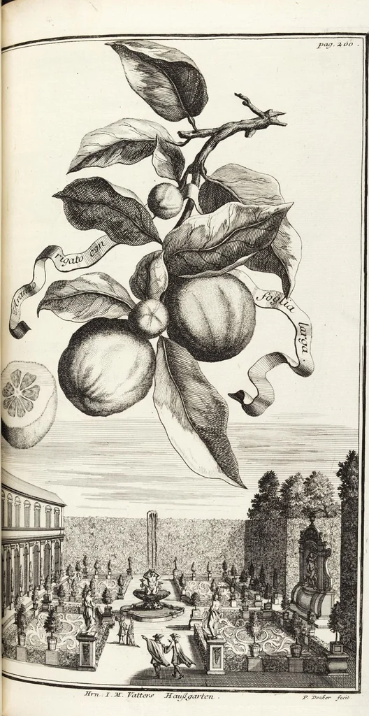 An illustration from Nürnbergische Hesperides, Oder Gründliche Beschreibung Der Edlen Citronat- Citronen- und Pomeranzen-Früchte: Wie solche in selbiger und benachbarten Gegend/ recht mögen eingesetzt/ gewartet/ erhalten und fortgebracht werden/ Samt Einer ausführlichen Erzehlung der meisten Sorten/ welche theils zu Nürnberg würcklich gewachsen/ theils von verschiedenen fremden Orten dahin gebracht worden, auf das accurateste in Kupffer gestochen/ in Vier Theile eingetheilet und mit nützlichen Anmerckungen erkläret, 1708, leaf 379