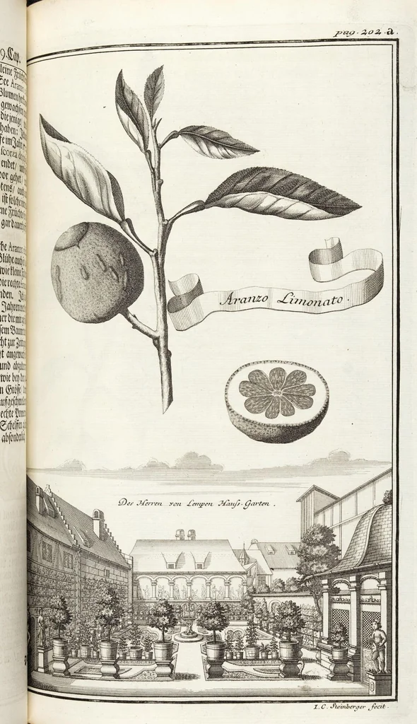 An illustration from Nürnbergische Hesperides, Oder Gründliche Beschreibung Der Edlen Citronat- Citronen- und Pomeranzen-Früchte: Wie solche in selbiger und benachbarten Gegend/ recht mögen eingesetzt/ gewartet/ erhalten und fortgebracht werden/ Samt Einer ausführlichen Erzehlung der meisten Sorten/ welche theils zu Nürnberg würcklich gewachsen/ theils von verschiedenen fremden Orten dahin gebracht worden, auf das accurateste in Kupffer gestochen/ in Vier Theile eingetheilet und mit nützlichen Anmerckungen erkläret, 1708, leaf 383