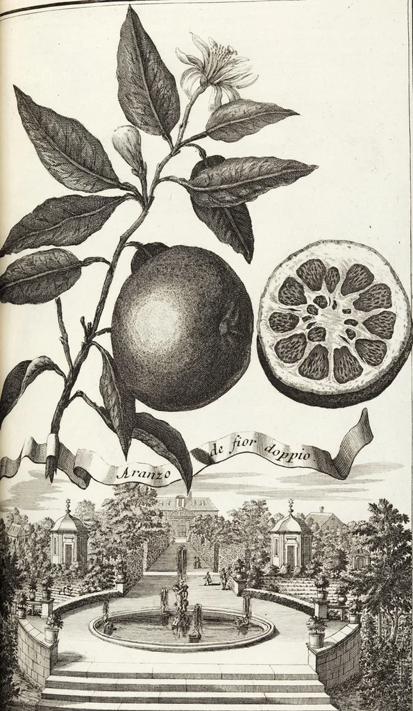 An illustration from Nürnbergische Hesperides, Oder Gründliche Beschreibung Der Edlen Citronat- Citronen- und Pomeranzen-Früchte: Wie solche in selbiger und benachbarten Gegend/ recht mögen eingesetzt/ gewartet/ erhalten und fortgebracht werden/ Samt Einer ausführlichen Erzehlung der meisten Sorten/ welche theils zu Nürnberg würcklich gewachsen/ theils von verschiedenen fremden Orten dahin gebracht worden, auf das accurateste in Kupffer gestochen/ in Vier Theile eingetheilet und mit nützlichen Anmerckungen erkläret, 1708, leaf 385