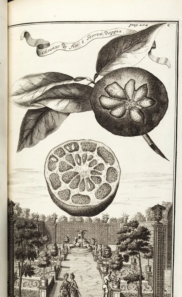 An illustration from Nürnbergische Hesperides, Oder Gründliche Beschreibung Der Edlen Citronat- Citronen- und Pomeranzen-Früchte: Wie solche in selbiger und benachbarten Gegend/ recht mögen eingesetzt/ gewartet/ erhalten und fortgebracht werden/ Samt Einer ausführlichen Erzehlung der meisten Sorten/ welche theils zu Nürnberg würcklich gewachsen/ theils von verschiedenen fremden Orten dahin gebracht worden, auf das accurateste in Kupffer gestochen/ in Vier Theile eingetheilet und mit nützlichen Anmerckungen erkläret, 1708, leaf 387