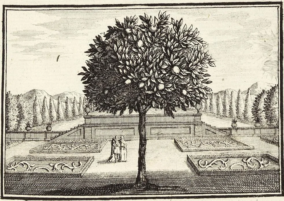 An illustration from Nürnbergische Hesperides, Oder Gründliche Beschreibung Der Edlen Citronat- Citronen- und Pomeranzen-Früchte: Wie solche in selbiger und benachbarten Gegend/ recht mögen eingesetzt/ gewartet/ erhalten und fortgebracht werden/ Samt Einer ausführlichen Erzehlung der meisten Sorten/ welche theils zu Nürnberg würcklich gewachsen/ theils von verschiedenen fremden Orten dahin gebracht worden, auf das accurateste in Kupffer gestochen/ in Vier Theile eingetheilet und mit nützlichen Anmerckungen erkläret, 1708, leaf 39