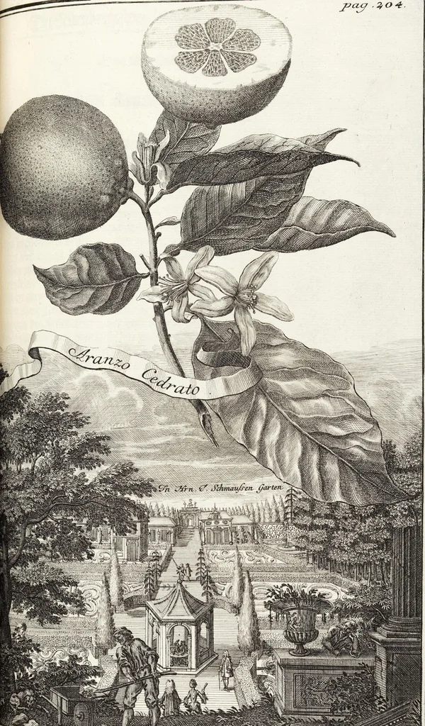 An illustration from Nürnbergische Hesperides, Oder Gründliche Beschreibung Der Edlen Citronat- Citronen- und Pomeranzen-Früchte: Wie solche in selbiger und benachbarten Gegend/ recht mögen eingesetzt/ gewartet/ erhalten und fortgebracht werden/ Samt Einer ausführlichen Erzehlung der meisten Sorten/ welche theils zu Nürnberg würcklich gewachsen/ theils von verschiedenen fremden Orten dahin gebracht worden, auf das accurateste in Kupffer gestochen/ in Vier Theile eingetheilet und mit nützlichen Anmerckungen erkläret, 1708, leaf 391