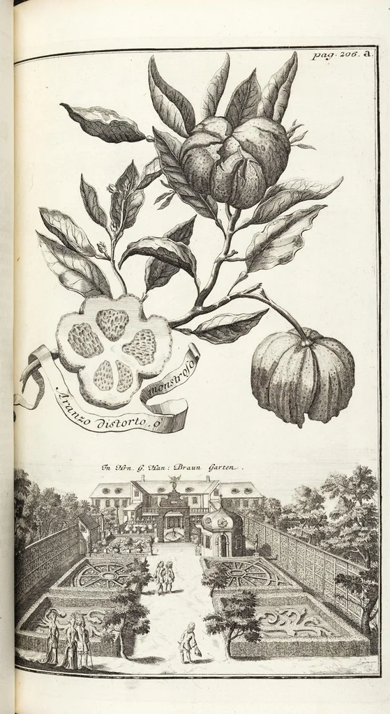 An illustration from Nürnbergische Hesperides, Oder Gründliche Beschreibung Der Edlen Citronat- Citronen- und Pomeranzen-Früchte: Wie solche in selbiger und benachbarten Gegend/ recht mögen eingesetzt/ gewartet/ erhalten und fortgebracht werden/ Samt Einer ausführlichen Erzehlung der meisten Sorten/ welche theils zu Nürnberg würcklich gewachsen/ theils von verschiedenen fremden Orten dahin gebracht worden, auf das accurateste in Kupffer gestochen/ in Vier Theile eingetheilet und mit nützlichen Anmerckungen erkläret, 1708, leaf 395