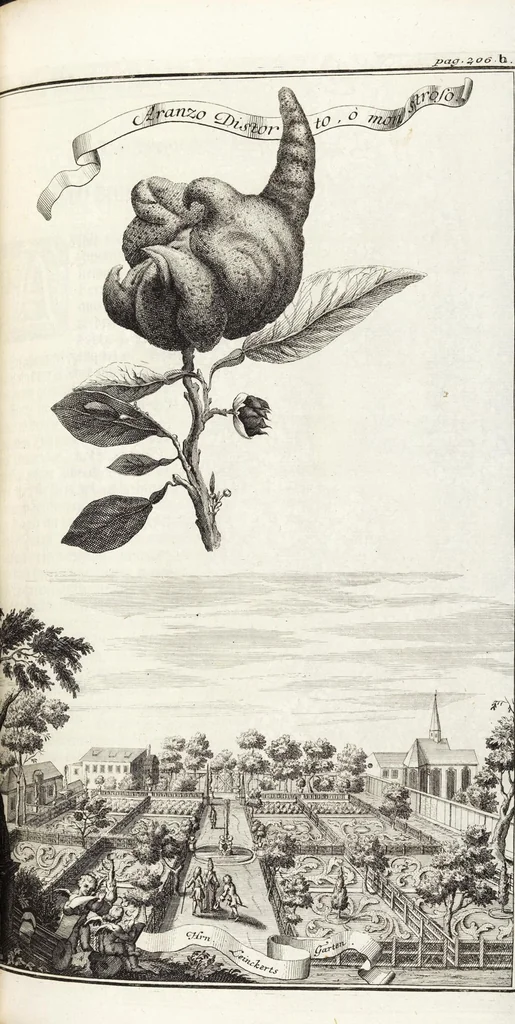 An illustration from Nürnbergische Hesperides, Oder Gründliche Beschreibung Der Edlen Citronat- Citronen- und Pomeranzen-Früchte: Wie solche in selbiger und benachbarten Gegend/ recht mögen eingesetzt/ gewartet/ erhalten und fortgebracht werden/ Samt Einer ausführlichen Erzehlung der meisten Sorten/ welche theils zu Nürnberg würcklich gewachsen/ theils von verschiedenen fremden Orten dahin gebracht worden, auf das accurateste in Kupffer gestochen/ in Vier Theile eingetheilet und mit nützlichen Anmerckungen erkläret, 1708, leaf 397