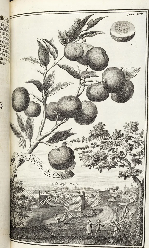 An illustration from Nürnbergische Hesperides, Oder Gründliche Beschreibung Der Edlen Citronat- Citronen- und Pomeranzen-Früchte: Wie solche in selbiger und benachbarten Gegend/ recht mögen eingesetzt/ gewartet/ erhalten und fortgebracht werden/ Samt Einer ausführlichen Erzehlung der meisten Sorten/ welche theils zu Nürnberg würcklich gewachsen/ theils von verschiedenen fremden Orten dahin gebracht worden, auf das accurateste in Kupffer gestochen/ in Vier Theile eingetheilet und mit nützlichen Anmerckungen erkläret, 1708, leaf 401