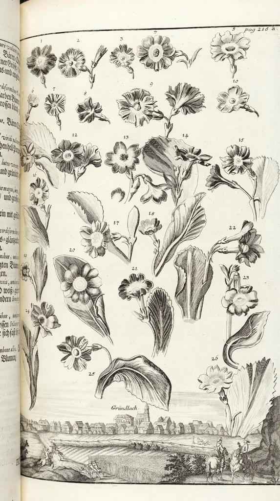 An illustration from Nürnbergische Hesperides, Oder Gründliche Beschreibung Der Edlen Citronat- Citronen- und Pomeranzen-Früchte: Wie solche in selbiger und benachbarten Gegend/ recht mögen eingesetzt/ gewartet/ erhalten und fortgebracht werden/ Samt Einer ausführlichen Erzehlung der meisten Sorten/ welche theils zu Nürnberg würcklich gewachsen/ theils von verschiedenen fremden Orten dahin gebracht worden, auf das accurateste in Kupffer gestochen/ in Vier Theile eingetheilet und mit nützlichen Anmerckungen erkläret, 1708, leaf 413