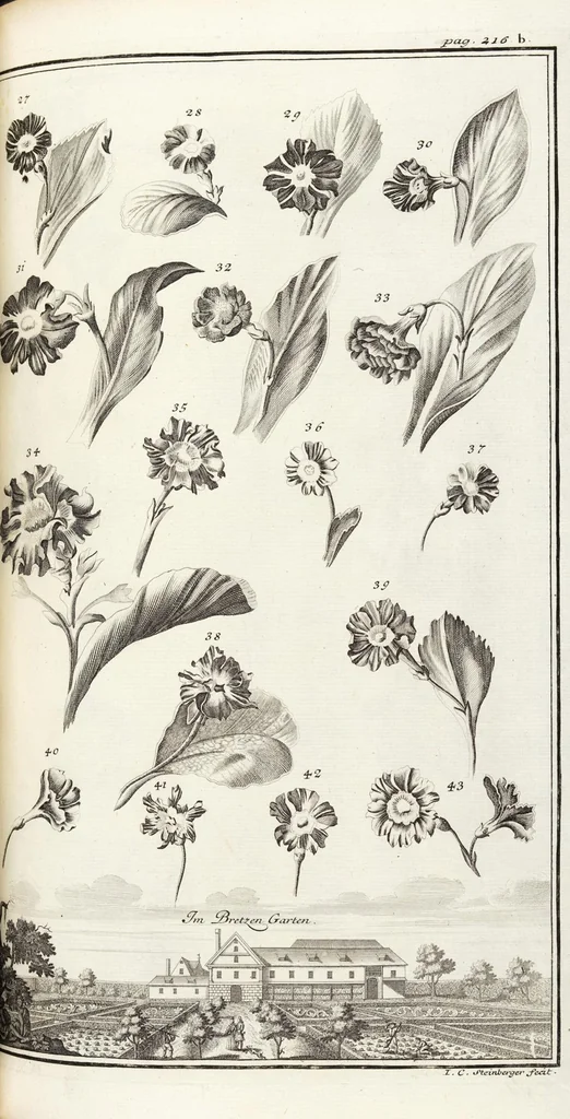 An illustration from Nürnbergische Hesperides, Oder Gründliche Beschreibung Der Edlen Citronat- Citronen- und Pomeranzen-Früchte: Wie solche in selbiger und benachbarten Gegend/ recht mögen eingesetzt/ gewartet/ erhalten und fortgebracht werden/ Samt Einer ausführlichen Erzehlung der meisten Sorten/ welche theils zu Nürnberg würcklich gewachsen/ theils von verschiedenen fremden Orten dahin gebracht worden, auf das accurateste in Kupffer gestochen/ in Vier Theile eingetheilet und mit nützlichen Anmerckungen erkläret, 1708, leaf 415