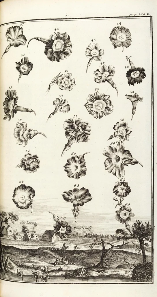 An illustration from Nürnbergische Hesperides, Oder Gründliche Beschreibung Der Edlen Citronat- Citronen- und Pomeranzen-Früchte: Wie solche in selbiger und benachbarten Gegend/ recht mögen eingesetzt/ gewartet/ erhalten und fortgebracht werden/ Samt Einer ausführlichen Erzehlung der meisten Sorten/ welche theils zu Nürnberg würcklich gewachsen/ theils von verschiedenen fremden Orten dahin gebracht worden, auf das accurateste in Kupffer gestochen/ in Vier Theile eingetheilet und mit nützlichen Anmerckungen erkläret, 1708, leaf 417