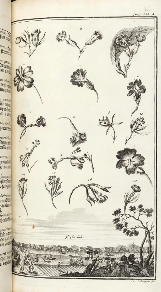 An illustration from Nürnbergische Hesperides, Oder Gründliche Beschreibung Der Edlen Citronat- Citronen- und Pomeranzen-Früchte: Wie solche in selbiger und benachbarten Gegend/ recht mögen eingesetzt/ gewartet/ erhalten und fortgebracht werden/ Samt Einer ausführlichen Erzehlung der meisten Sorten/ welche theils zu Nürnberg würcklich gewachsen/ theils von verschiedenen fremden Orten dahin gebracht worden, auf das accurateste in Kupffer gestochen/ in Vier Theile eingetheilet und mit nützlichen Anmerckungen erkläret, 1708, leaf 423