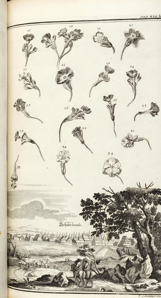 An illustration from Nürnbergische Hesperides, Oder Gründliche Beschreibung Der Edlen Citronat- Citronen- und Pomeranzen-Früchte: Wie solche in selbiger und benachbarten Gegend/ recht mögen eingesetzt/ gewartet/ erhalten und fortgebracht werden/ Samt Einer ausführlichen Erzehlung der meisten Sorten/ welche theils zu Nürnberg würcklich gewachsen/ theils von verschiedenen fremden Orten dahin gebracht worden, auf das accurateste in Kupffer gestochen/ in Vier Theile eingetheilet und mit nützlichen Anmerckungen erkläret, 1708, leaf 425