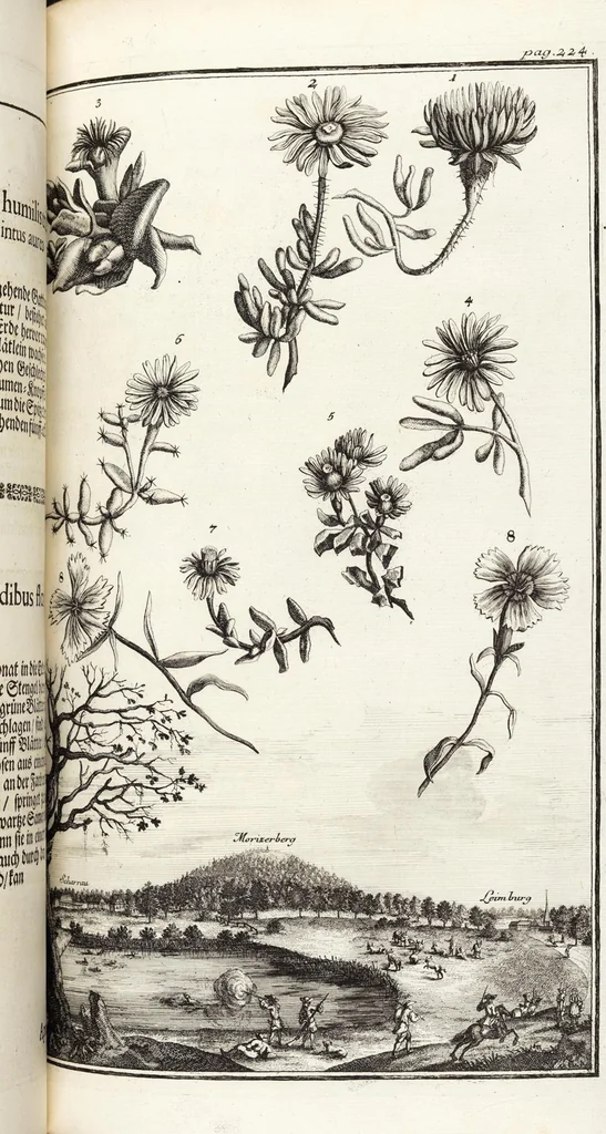 An illustration from Nürnbergische Hesperides, Oder Gründliche Beschreibung Der Edlen Citronat- Citronen- und Pomeranzen-Früchte: Wie solche in selbiger und benachbarten Gegend/ recht mögen eingesetzt/ gewartet/ erhalten und fortgebracht werden/ Samt Einer ausführlichen Erzehlung der meisten Sorten/ welche theils zu Nürnberg würcklich gewachsen/ theils von verschiedenen fremden Orten dahin gebracht worden, auf das accurateste in Kupffer gestochen/ in Vier Theile eingetheilet und mit nützlichen Anmerckungen erkläret, 1708, leaf 433