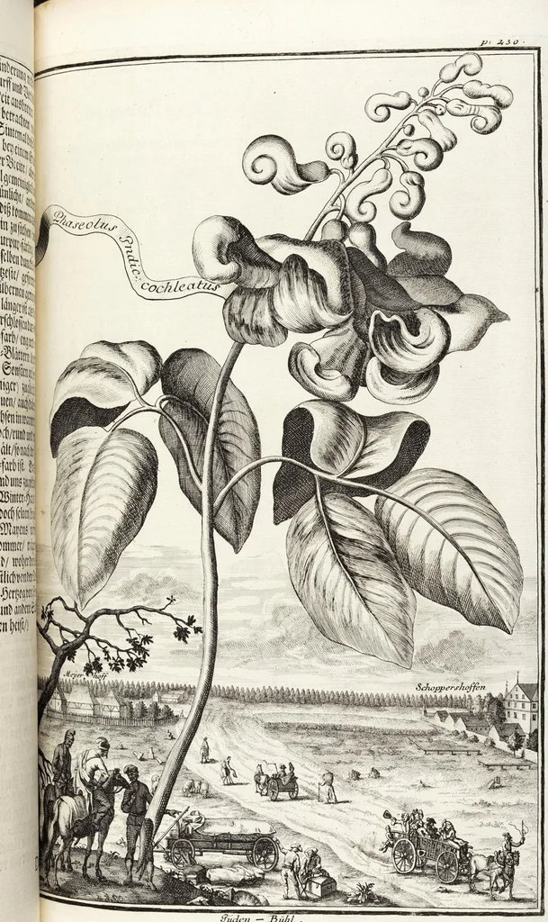 An illustration from Nürnbergische Hesperides, Oder Gründliche Beschreibung Der Edlen Citronat- Citronen- und Pomeranzen-Früchte: Wie solche in selbiger und benachbarten Gegend/ recht mögen eingesetzt/ gewartet/ erhalten und fortgebracht werden/ Samt Einer ausführlichen Erzehlung der meisten Sorten/ welche theils zu Nürnberg würcklich gewachsen/ theils von verschiedenen fremden Orten dahin gebracht worden, auf das accurateste in Kupffer gestochen/ in Vier Theile eingetheilet und mit nützlichen Anmerckungen erkläret, 1708, leaf 445