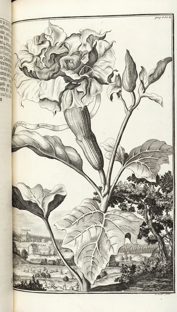 An illustration from Nürnbergische Hesperides, Oder Gründliche Beschreibung Der Edlen Citronat- Citronen- und Pomeranzen-Früchte: Wie solche in selbiger und benachbarten Gegend/ recht mögen eingesetzt/ gewartet/ erhalten und fortgebracht werden/ Samt Einer ausführlichen Erzehlung der meisten Sorten/ welche theils zu Nürnberg würcklich gewachsen/ theils von verschiedenen fremden Orten dahin gebracht worden, auf das accurateste in Kupffer gestochen/ in Vier Theile eingetheilet und mit nützlichen Anmerckungen erkläret, 1708, leaf 449