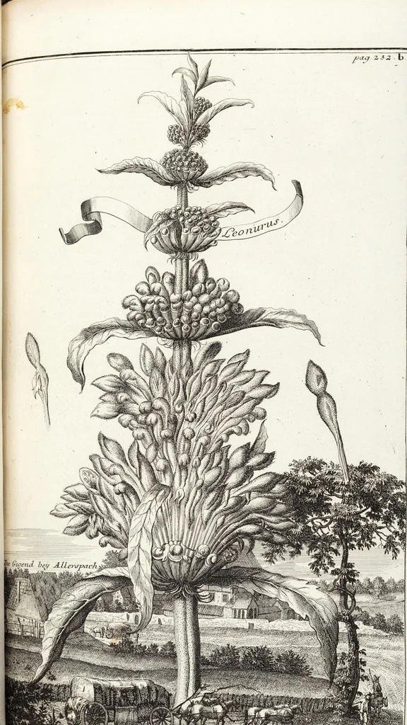 An illustration from Nürnbergische Hesperides, Oder Gründliche Beschreibung Der Edlen Citronat- Citronen- und Pomeranzen-Früchte: Wie solche in selbiger und benachbarten Gegend/ recht mögen eingesetzt/ gewartet/ erhalten und fortgebracht werden/ Samt Einer ausführlichen Erzehlung der meisten Sorten/ welche theils zu Nürnberg würcklich gewachsen/ theils von verschiedenen fremden Orten dahin gebracht worden, auf das accurateste in Kupffer gestochen/ in Vier Theile eingetheilet und mit nützlichen Anmerckungen erkläret, 1708, leaf 451