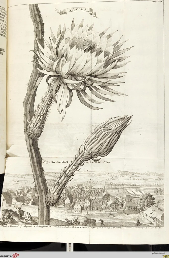 An illustration from Nürnbergische Hesperides, Oder Gründliche Beschreibung Der Edlen Citronat- Citronen- und Pomeranzen-Früchte: Wie solche in selbiger und benachbarten Gegend/ recht mögen eingesetzt/ gewartet/ erhalten und fortgebracht werden/ Samt Einer ausführlichen Erzehlung der meisten Sorten/ welche theils zu Nürnberg würcklich gewachsen/ theils von verschiedenen fremden Orten dahin gebracht worden, auf das accurateste in Kupffer gestochen/ in Vier Theile eingetheilet und mit nützlichen Anmerckungen erkläret, 1708, leaf 455