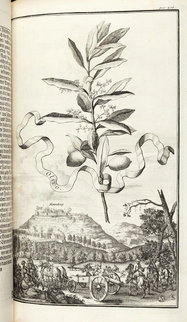 An illustration from Nürnbergische Hesperides, Oder Gründliche Beschreibung Der Edlen Citronat- Citronen- und Pomeranzen-Früchte: Wie solche in selbiger und benachbarten Gegend/ recht mögen eingesetzt/ gewartet/ erhalten und fortgebracht werden/ Samt Einer ausführlichen Erzehlung der meisten Sorten/ welche theils zu Nürnberg würcklich gewachsen/ theils von verschiedenen fremden Orten dahin gebracht worden, auf das accurateste in Kupffer gestochen/ in Vier Theile eingetheilet und mit nützlichen Anmerckungen erkläret, 1708, leaf 459