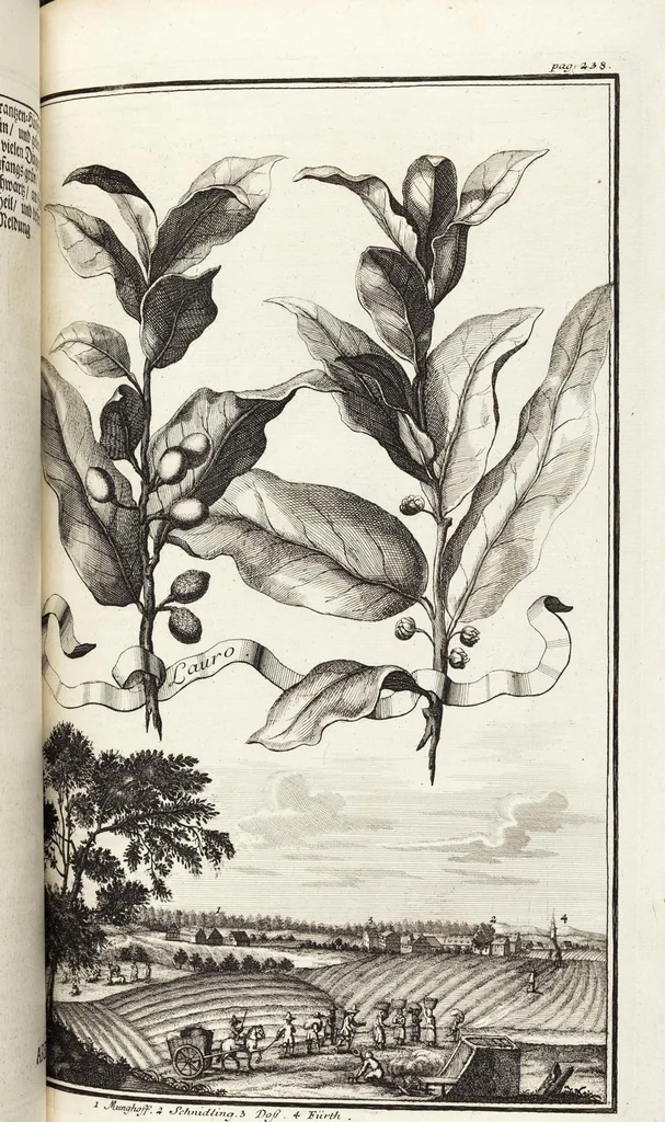 An illustration from Nürnbergische Hesperides, Oder Gründliche Beschreibung Der Edlen Citronat- Citronen- und Pomeranzen-Früchte: Wie solche in selbiger und benachbarten Gegend/ recht mögen eingesetzt/ gewartet/ erhalten und fortgebracht werden/ Samt Einer ausführlichen Erzehlung der meisten Sorten/ welche theils zu Nürnberg würcklich gewachsen/ theils von verschiedenen fremden Orten dahin gebracht worden, auf das accurateste in Kupffer gestochen/ in Vier Theile eingetheilet und mit nützlichen Anmerckungen erkläret, 1708, leaf 463