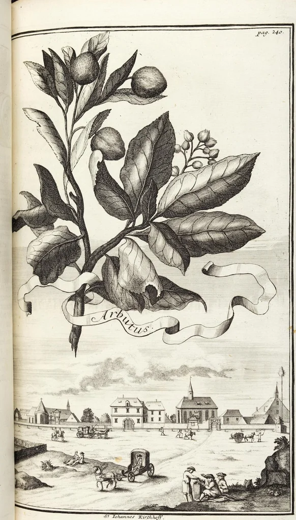 An illustration from Nürnbergische Hesperides, Oder Gründliche Beschreibung Der Edlen Citronat- Citronen- und Pomeranzen-Früchte: Wie solche in selbiger und benachbarten Gegend/ recht mögen eingesetzt/ gewartet/ erhalten und fortgebracht werden/ Samt Einer ausführlichen Erzehlung der meisten Sorten/ welche theils zu Nürnberg würcklich gewachsen/ theils von verschiedenen fremden Orten dahin gebracht worden, auf das accurateste in Kupffer gestochen/ in Vier Theile eingetheilet und mit nützlichen Anmerckungen erkläret, 1708, leaf 467