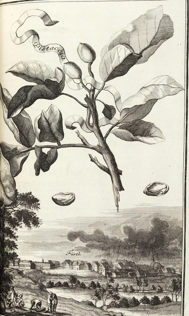 An illustration from Nürnbergische Hesperides, Oder Gründliche Beschreibung Der Edlen Citronat- Citronen- und Pomeranzen-Früchte: Wie solche in selbiger und benachbarten Gegend/ recht mögen eingesetzt/ gewartet/ erhalten und fortgebracht werden/ Samt Einer ausführlichen Erzehlung der meisten Sorten/ welche theils zu Nürnberg würcklich gewachsen/ theils von verschiedenen fremden Orten dahin gebracht worden, auf das accurateste in Kupffer gestochen/ in Vier Theile eingetheilet und mit nützlichen Anmerckungen erkläret, 1708, leaf 471