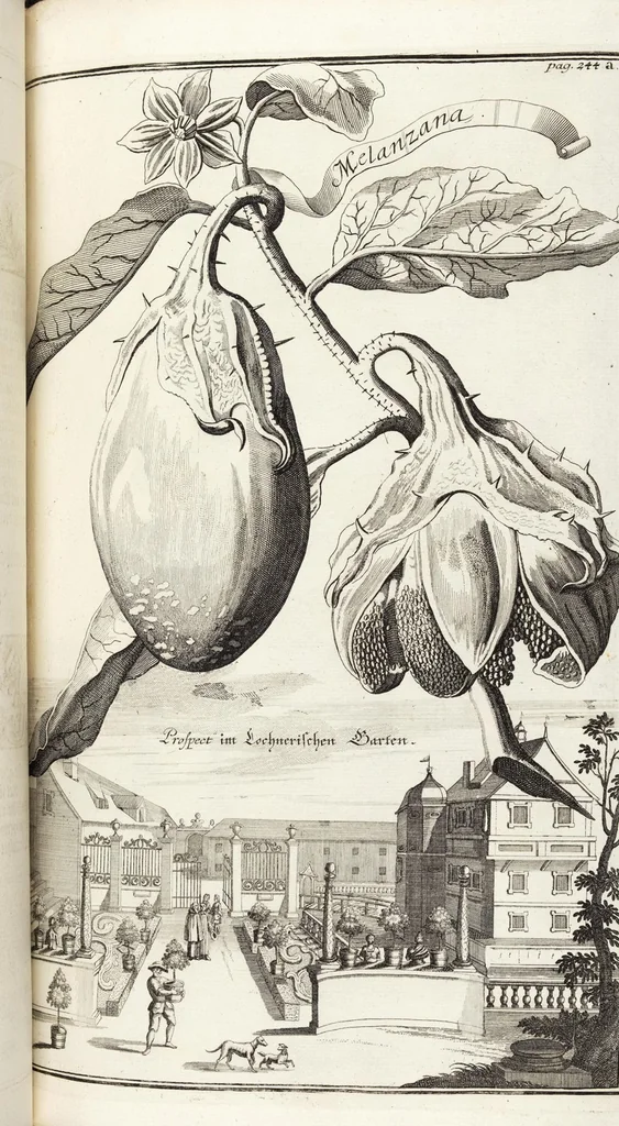 An illustration from Nürnbergische Hesperides, Oder Gründliche Beschreibung Der Edlen Citronat- Citronen- und Pomeranzen-Früchte: Wie solche in selbiger und benachbarten Gegend/ recht mögen eingesetzt/ gewartet/ erhalten und fortgebracht werden/ Samt Einer ausführlichen Erzehlung der meisten Sorten/ welche theils zu Nürnberg würcklich gewachsen/ theils von verschiedenen fremden Orten dahin gebracht worden, auf das accurateste in Kupffer gestochen/ in Vier Theile eingetheilet und mit nützlichen Anmerckungen erkläret, 1708, leaf 475