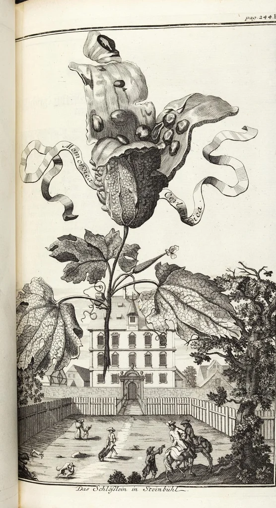 An illustration from Nürnbergische Hesperides, Oder Gründliche Beschreibung Der Edlen Citronat- Citronen- und Pomeranzen-Früchte: Wie solche in selbiger und benachbarten Gegend/ recht mögen eingesetzt/ gewartet/ erhalten und fortgebracht werden/ Samt Einer ausführlichen Erzehlung der meisten Sorten/ welche theils zu Nürnberg würcklich gewachsen/ theils von verschiedenen fremden Orten dahin gebracht worden, auf das accurateste in Kupffer gestochen/ in Vier Theile eingetheilet und mit nützlichen Anmerckungen erkläret, 1708, leaf 477
