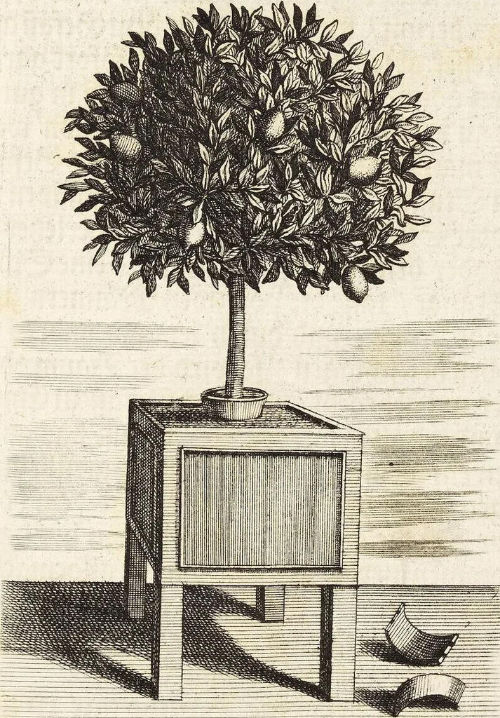 An illustration from Nürnbergische Hesperides, Oder Gründliche Beschreibung Der Edlen Citronat- Citronen- und Pomeranzen-Früchte: Wie solche in selbiger und benachbarten Gegend/ recht mögen eingesetzt/ gewartet/ erhalten und fortgebracht werden/ Samt Einer ausführlichen Erzehlung der meisten Sorten/ welche theils zu Nürnberg würcklich gewachsen/ theils von verschiedenen fremden Orten dahin gebracht worden, auf das accurateste in Kupffer gestochen/ in Vier Theile eingetheilet und mit nützlichen Anmerckungen erkläret, 1708, leaf 57