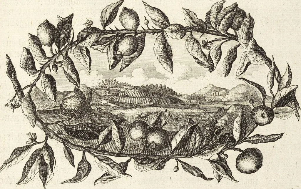An illustration from Nürnbergische Hesperides, Oder Gründliche Beschreibung Der Edlen Citronat- Citronen- und Pomeranzen-Früchte: Wie solche in selbiger und benachbarten Gegend/ recht mögen eingesetzt/ gewartet/ erhalten und fortgebracht werden/ Samt Einer ausführlichen Erzehlung der meisten Sorten/ welche theils zu Nürnberg würcklich gewachsen/ theils von verschiedenen fremden Orten dahin gebracht worden, auf das accurateste in Kupffer gestochen/ in Vier Theile eingetheilet und mit nützlichen Anmerckungen erkläret, 1708, leaf 69