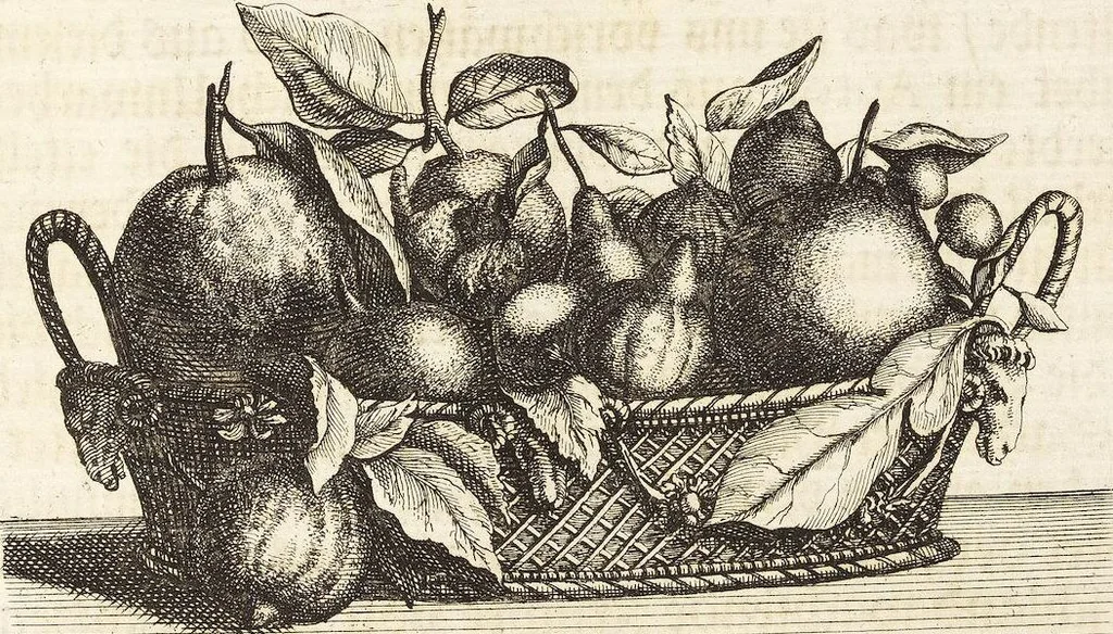 An illustration from Nürnbergische Hesperides, Oder Gründliche Beschreibung Der Edlen Citronat- Citronen- und Pomeranzen-Früchte: Wie solche in selbiger und benachbarten Gegend/ recht mögen eingesetzt/ gewartet/ erhalten und fortgebracht werden/ Samt Einer ausführlichen Erzehlung der meisten Sorten/ welche theils zu Nürnberg würcklich gewachsen/ theils von verschiedenen fremden Orten dahin gebracht worden, auf das accurateste in Kupffer gestochen/ in Vier Theile eingetheilet und mit nützlichen Anmerckungen erkläret, 1708, leaf 73