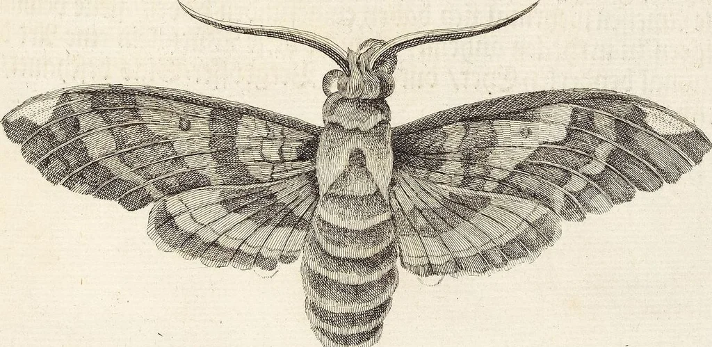 An illustration from Nürnbergische Hesperides, Oder Gründliche Beschreibung Der Edlen Citronat- Citronen- und Pomeranzen-Früchte: Wie solche in selbiger und benachbarten Gegend/ recht mögen eingesetzt/ gewartet/ erhalten und fortgebracht werden/ Samt Einer ausführlichen Erzehlung der meisten Sorten/ welche theils zu Nürnberg würcklich gewachsen/ theils von verschiedenen fremden Orten dahin gebracht worden, auf das accurateste in Kupffer gestochen/ in Vier Theile eingetheilet und mit nützlichen Anmerckungen erkläret, 1708, leaf 87