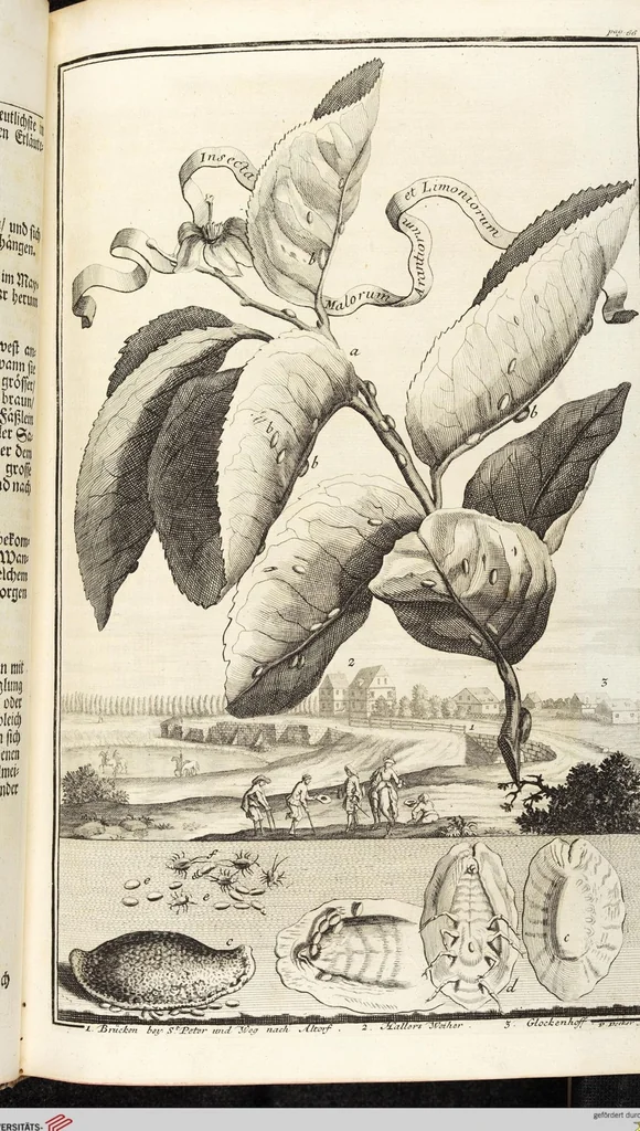 An illustration from Nürnbergische Hesperides, Oder Gründliche Beschreibung Der Edlen Citronat- Citronen- und Pomeranzen-Früchte: Wie solche in selbiger und benachbarten Gegend/ recht mögen eingesetzt/ gewartet/ erhalten und fortgebracht werden/ Samt Einer ausführlichen Erzehlung der meisten Sorten/ welche theils zu Nürnberg würcklich gewachsen/ theils von verschiedenen fremden Orten dahin gebracht worden, auf das accurateste in Kupffer gestochen/ in Vier Theile eingetheilet und mit nützlichen Anmerckungen erkläret, 1708, leaf 89