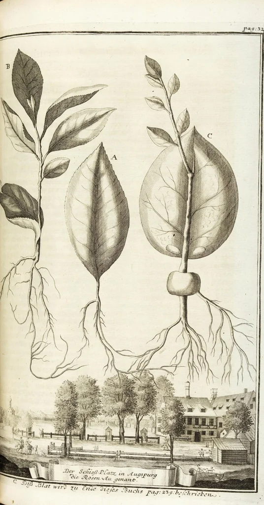 An illustration from Continvation der Nürnbergischen Hesperidvm, Oder: Fernere gründliche Beschreibung Der Edlen Citronat- Citronen- und Pomeranzen-Früchte: mit einem ausführlichen Bericht, wie solche am besten zu warten und zu erhalten seyn ; Worbei diejenigen Sorten, so theils zu Nürnberg gewachsen, theils von verschiedenen fremden Orten dahin gelanget, auf das accurateste in Kupffer gestochen und nachgezeichnet worden ; abermals in vier Theile eingetheilet, und mit gehörigen Anmerkungen erläutert, 1714, leaf 125